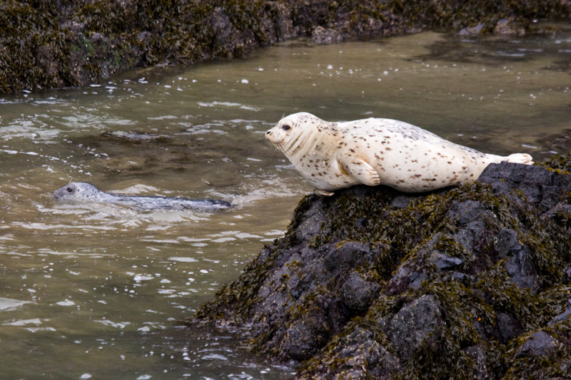 Harbor Seals